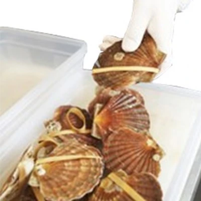 Elastic Bands for Shellfish Packaging Elastic Bands for Shellfish Packaging